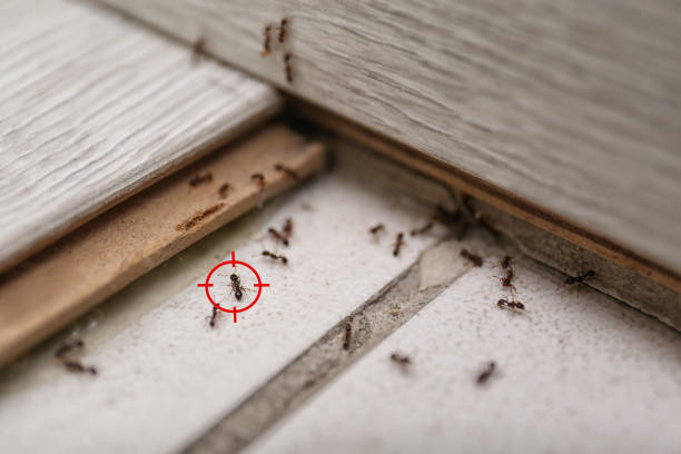 Best Insect Control  in Monette, AR