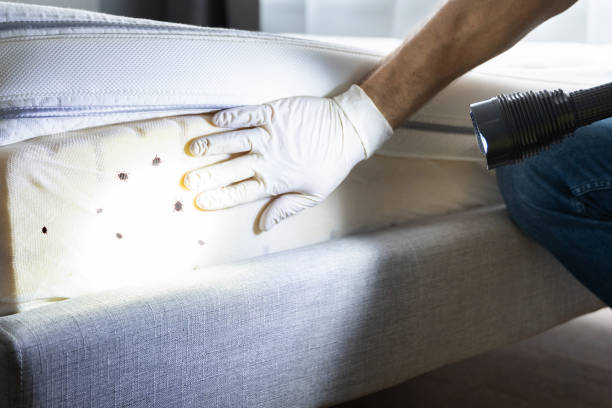 Best Bed Bug Extermination  in Monette, AR