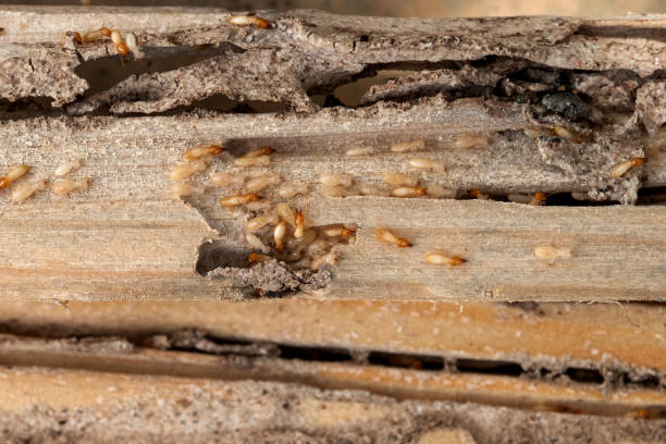 Best Affordable Pest Control Services  in Monette, AR